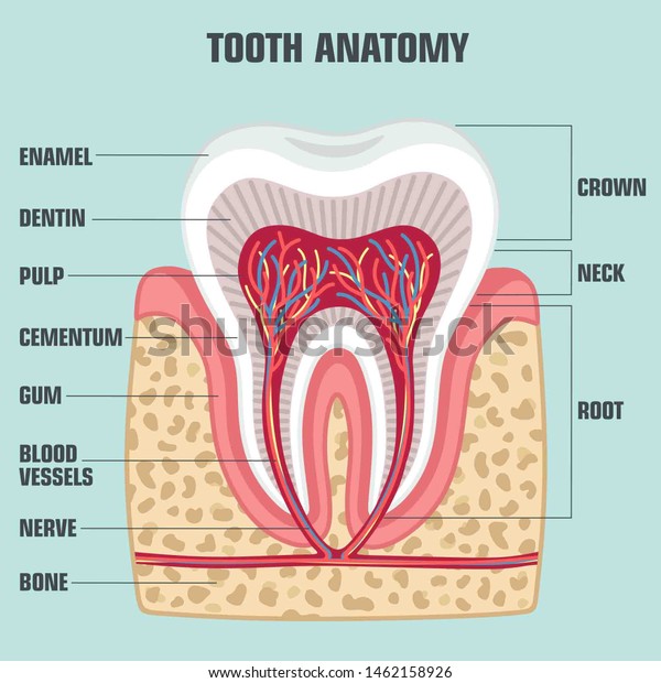 Vector Medical Icon Dental Tooth Anatomy Stock Illustration 1462158926