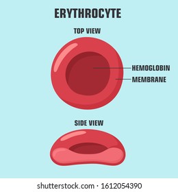 Erytrocytter