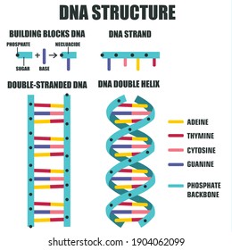 vector poster science icon DNA helix structure.Stock  Image DNA spiral molecule structure