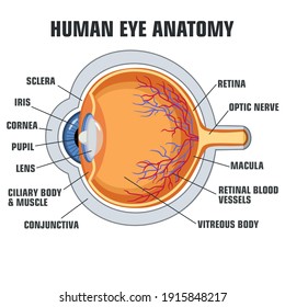 vector science human eye structure. Image eye anatomy poster clipart