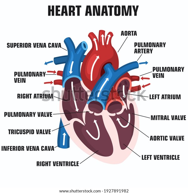 Vector Science Icon Heart Anatomy Stock Stock Illustration 1927891982 ...