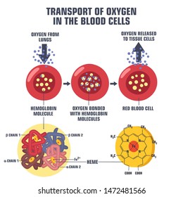 Vector Science Medical Icon Blood Hemoglobin Molecule. Image Oxygen Transport In Blood Cell. Poster Illustration Structure Of Hemoglobin In Flat Style