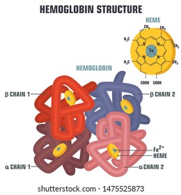 Vector Science Medical Icon Blood Hemoglobin Molecule. Poster Illustration Structure Of Hemoglobin In Flat Style