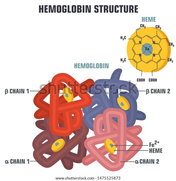 Vector Science\
medical icon blood hemoglobin molecule. Poster Illustration\
structure of hemoglobin in flat\
style