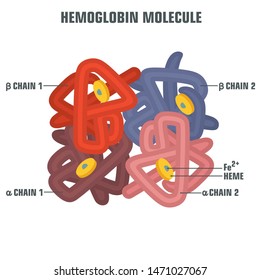 21,024 Hemoglobin Images, Stock Photos & Vectors | Shutterstock