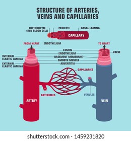 Vector scientific medical icon
structure of veins, arteries and capillaries. On the cut in the context of the veins and arteries. Illustration of the structure of vein and arteries in flat style 