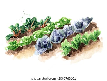 Vegetable beds, Spring work in the garden. Hand drawn watercolor illustration isolated on white background