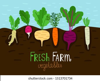 Growing Turnip Images Stock Photos Vectors Shutterstock