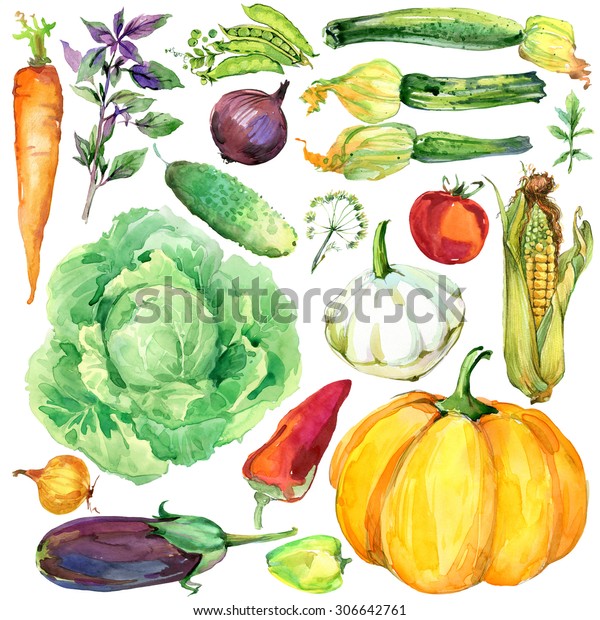 野菜 水彩緑のスーパーセット 新鮮なベジタリアンの食べ物イラスト