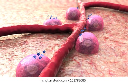 Vein, Beta Cells, Insulin, Beta Cells On The Pancreas Surface, Autoimmune Disease, Beta Cells Produce Insulin