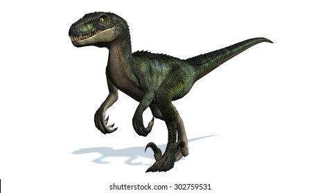 velociraptor dinosaur walks - isolated on white background