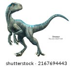 Velociraptor illustration. Dinosaur of Cretaceous Period. Predator dinosaur