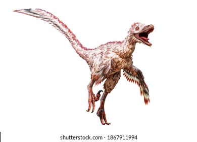 Velociraptor mongoliensis isolated on white background. Theropod dinosaur with feathers from Cretaceous period scientific 3D rendering illustration.