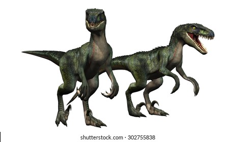 velociraptors dinosaurs - isolated on white background
