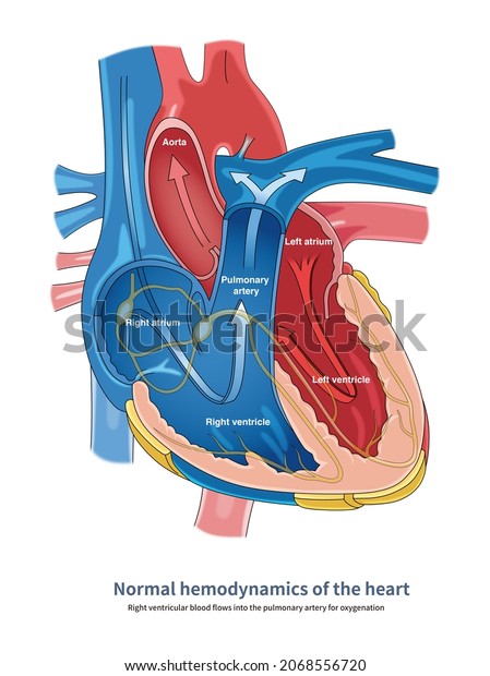 Venous Blood Flows Into Right Ventricle Stock Illustration 2068556720 ...