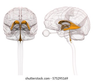 Ventricles Brain Anatomy Stock Illustration 575295169 | Shutterstock