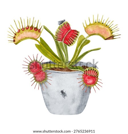 Venus flytrap carnivorous plant in a pot with flies, watercolor illustration. A detailed watercolor painting of a Venus flytrap in a pot. The carnivorous plant has red and green traps ready to catch flies, isolated on a white background for botanical study