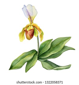 shoe orchid