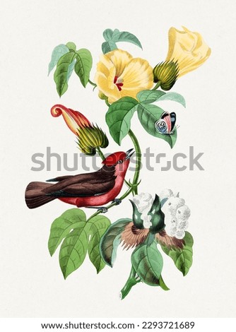 Vermilion flycatcher on a branch of hibiscus.