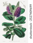 Veronica Speciosa (1843) by Walter Fitch. Purple botanical flower. Vintage floral plant art drawing illustration, old painting art print of purple flower floral plant.