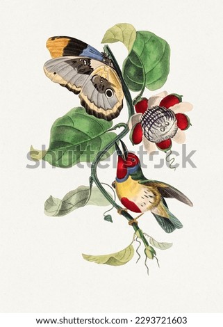 Versicolored barbet bird, passiflore and butterfly.