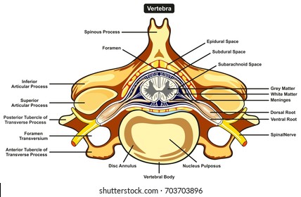 Spinal Cord Cross Section High Res Stock Images Shutterstock