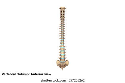 Vertebral Column Anterior View 3d Illustration
