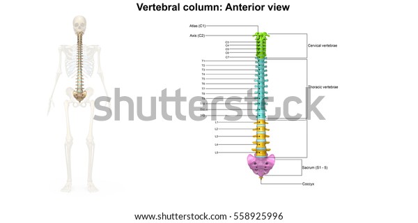 Vertebral Column Anterior View 3d Illustration Stock Illustration 558925996