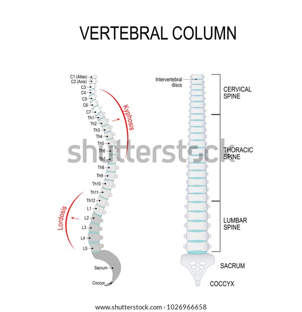 Vertebral Column Cervical Thoracic Lumbar Spine Stock Illustration ...