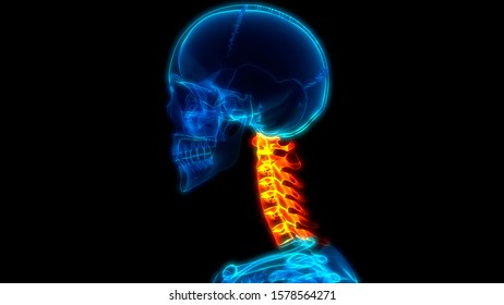 Vertebral Column Cervical Vertebrae Human Skeleton Stock Illustration Shutterstock