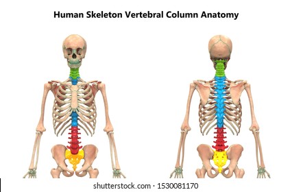 Vertebral Column Human Skeleton System Anatomy Stock Illustration ...