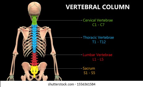 Vertebral Column Human Skeleton System Anatomy Stock Illustration ...