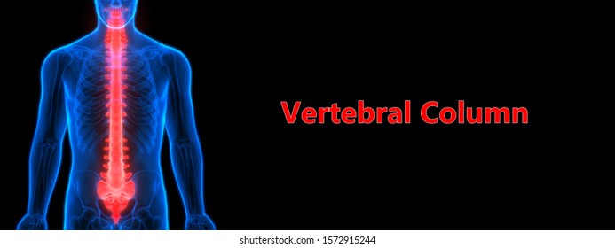 Vertebral Column Human Skeleton System Anatomy Stock Illustration ...