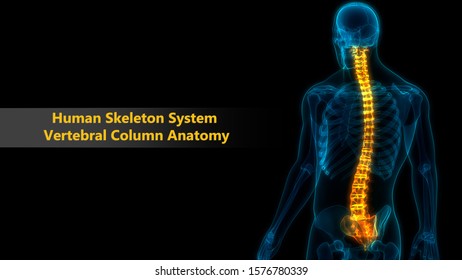 Spinal Cord Vertebral Column Human Skeleton Stock Illustration ...