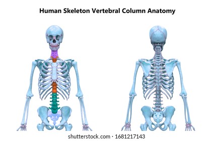 Vertebral Column Human Skeleton System Anatomy Stock Illustration ...