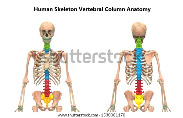 Vertebral Column Human Skeleton System Anatomy Stock Illustration ...