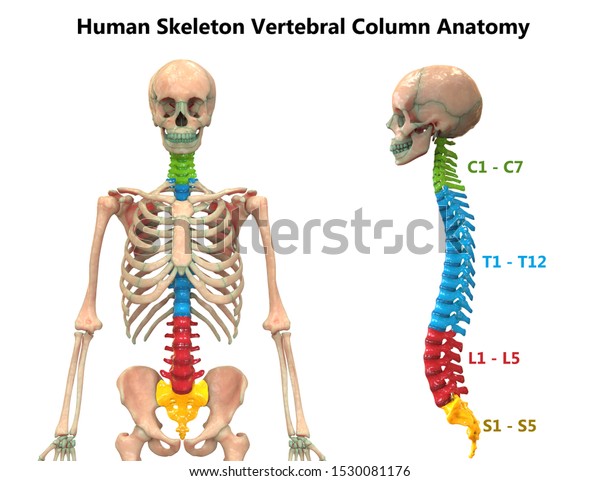 Vertebral Column Human Skeleton System Anatomy Stock Illustration ...