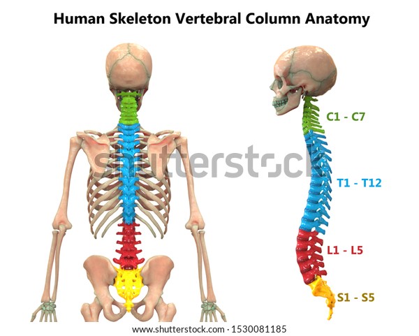 Vertebral Column Human Skeleton System Anatomy Stock Illustration ...