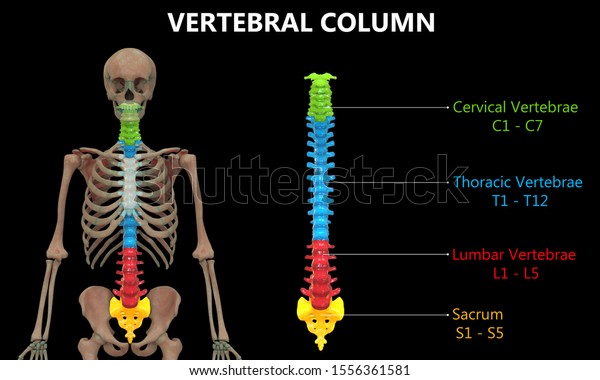 Vertebral Column Human Skeleton System Anatomy Stock Illustration ...