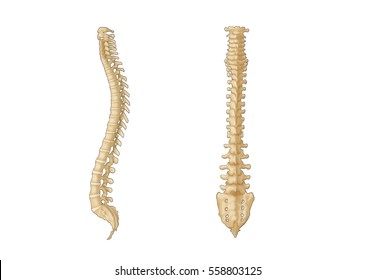 Vertebral Column Spine Bones Side View Stock Illustration 558803125 ...