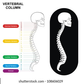 Vertebral Column (Spine) Diagram including Vertebra Groups ( Cervical, Thoracic, Lumbar, Sacral ) - Useful For Medical Education and Clinics