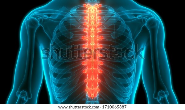 Vertebral Column Thoracic Vertebrae of Human Skeleton\
System Anatomy.\
3D