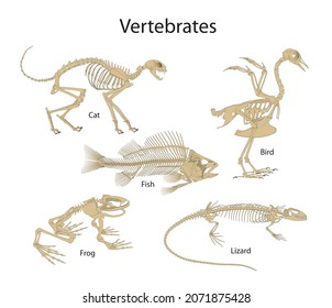 Vertebrates are animals with backbones