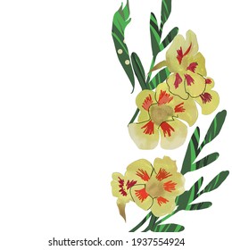 Vertical flower border, beautiful nasturtium flower isolated on white background