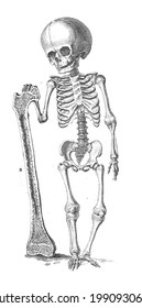 A Vertical Illustration Of The Skeleton Of A Dwarf Person