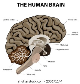 Vertical section of a human brain. showing the medulla, pons, cerebellum, hypothalamus, thalamus, midbrain.
