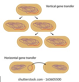 Vertical Versus Horizontal Gene Transfer In Bacteria