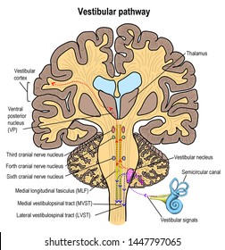 1 Dysequilibrium Images, Stock Photos & Vectors | Shutterstock