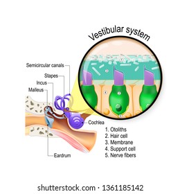 Vestibular system. is the sensory system for sense of balance, spatial orientation, and coordinating movement. inner ear with cochlea, stapes, incus, malleus, eardrum and semicircular canals