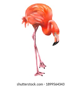 Vibrant red flamingo watercolor illustration isolated on white background.